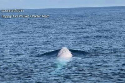Rare whale seen near Phuket