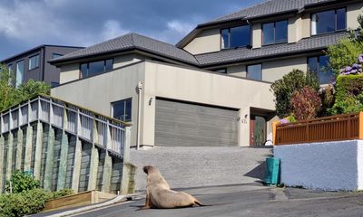 ‘Chaos’ in New Zealand as sea lion breeding season overlaps with summer holidays