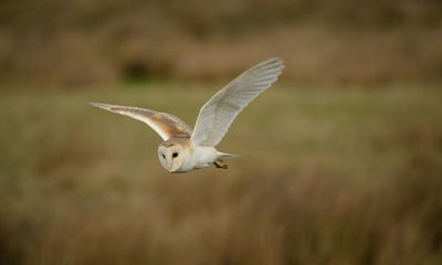 Country diary: The barn owls are back in the valley