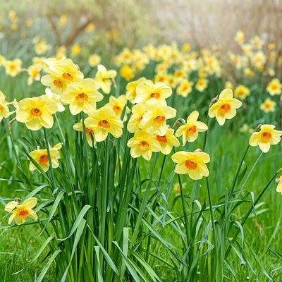 When to plant daffodil bulbs – there's still time, but you'll need to be quick