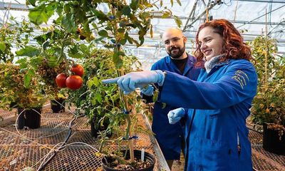 During drought, tomato plants use their roots to ration water: Study