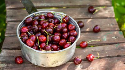 How to grow a cherry tree from seed – expert tips for harvesting and planting cherry pits