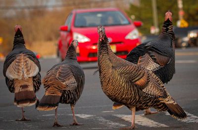 Can Staten Island learn to love its ‘nuisance’ wild turkeys?