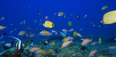 What happens to the ocean if we take out all the fish? A marine ecologist explains the complex roles fish play in their ecosystem