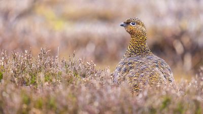 10 pro photo tips for amazing bird portraits with Canon cameras