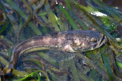 Inside the brains of "singing" fish