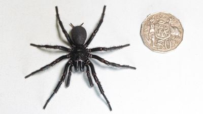 Deadly male funnel-web spider 'Hercules' breaks record as biggest ever discovered