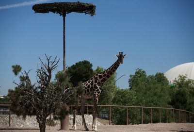 Campaign to save Benito the Giraffe wins him a new, more spacious home in warmer southern Mexico