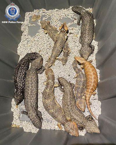 4 people charged over alleged plot to smuggle hundreds of Australian native reptiles to Hong Kong