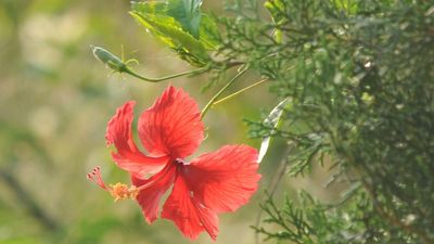 Why the hibiscus is a popular choice with gardeners in Bengaluru