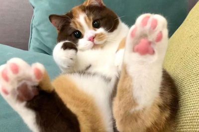 50 Of The Cutest Cats To Melt Your Heart