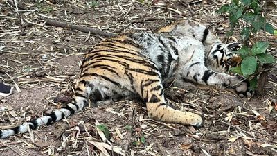 Two tiger deaths reported in two days from Asifabad