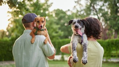 Here’s what to consider before getting a second dog, according to one trainer