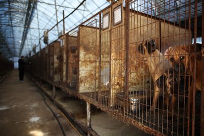 South Korea bans dog slaughter and sale, supporting animal welfare