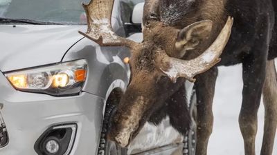 Don’t let moose lick your cars, warns Parks Canada