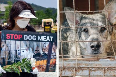“We Have No Choice”: Dog Meat Restaurant Owners Oppose South Korean Ban On Dog Meat Trade