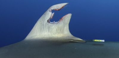 I set out to investigate where silky sharks travel − and by chance documented a shark's amazing power to regenerate its sabotaged fin