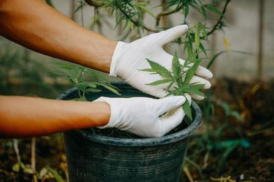 Police seize '£2 million worth of cannabis plants' in Scottish drugs raid