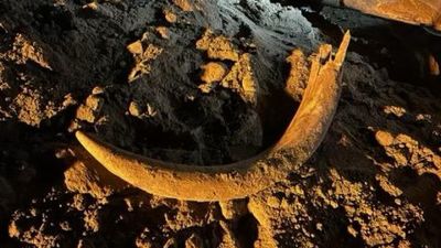 Huge, complete mammoth tusk accidentally discovered by North Dakota coal miners