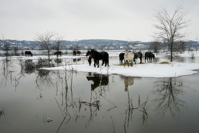 Serbian authorities help evacuate cows and horses stuck on a river island in cold weather