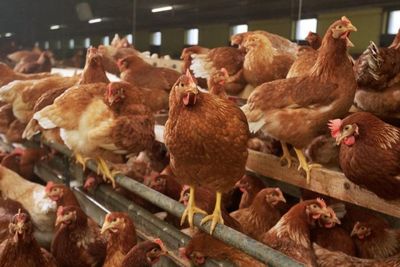 UK to allow eggs from indoor chickens to be labelled ‘free range’ due to bird flu