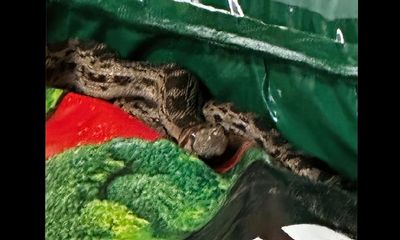 Hawaii acts swiftly after gopher snake is found on Molokai