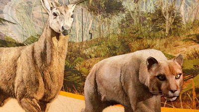 Where to find Peyote Plants in GTA Online