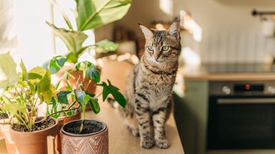 How to keep pets off counters – expert tips for cleaner countertops