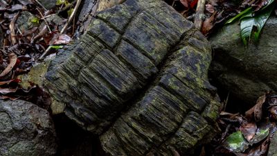 23 million-year-old petrified mangrove forest discovered hiding in plain sight in Panama