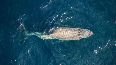 Whale with broken back spotted near Mexico after suspected ship collision will likely die