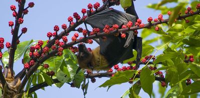 Why don't fruit bats get diabetes? New understanding of how they've adapted to a high-sugar diet could lead to treatments for people