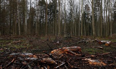 Poland to halt logging in 10 of its most ancient forests