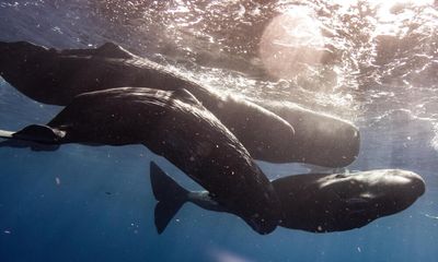 Sperm whales live in culturally distinct clans, research finds