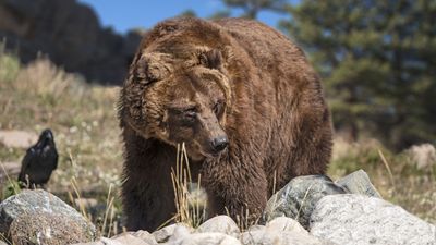 Extinct 'hypercarnivorous' California grizzly bears were actually mostly vegetarian before Europeans showed up
