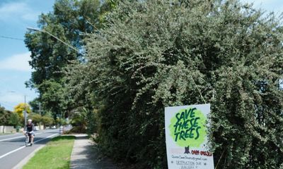 Olive branch offered to save 250 trees from being chopped down for new Melbourne bike path