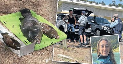 Whole family of blue gropers slain at South Coast dive spot