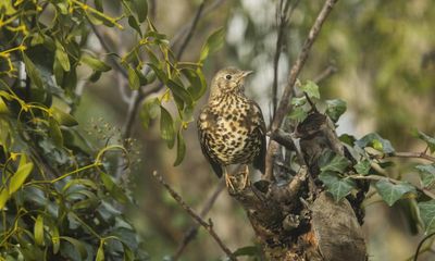 Country diary: The mistle thrush has two voices and one obsession
