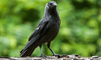 Birdwatch: why the jackdaw is Britain’s most endearing crow