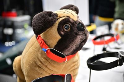 CES Pet Tech: Throw A Dog A Bone -- Or An AI Collar