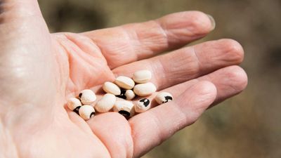 How to grow black-eyed peas – tips for success with this heat-loving vegetable
