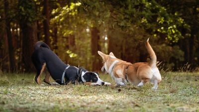 Three reasons your dog is reactive, according to an expert
