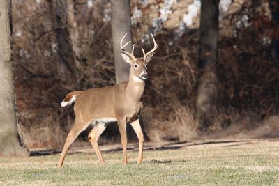 Kentucky officials work to monitor Chronic Wasting Disease in deer population