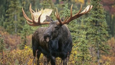 Utah hikers linger a little too long beside incredibly angry bull moose