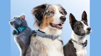 The Minitailz AI smart collar can track your pet’s heart rate, breathing, location and more