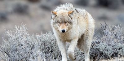 After an 80-year absence, gray wolves have returned to Colorado − here's how the reintroduction of this apex predator will affect prey and plants