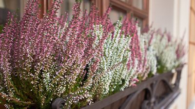 How to create a winter window box – and plant for instant impact