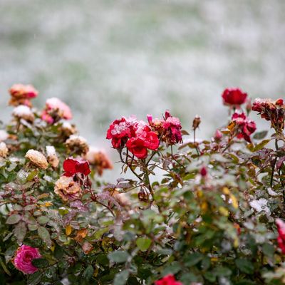 When is it too late to prune roses? Here's what the experts say