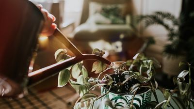 How to water houseplants – 4 expert methods and when to use them