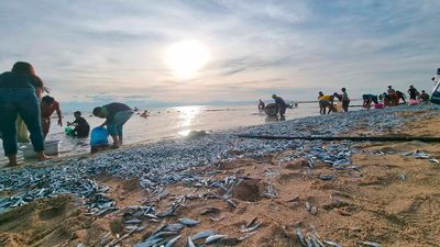 Bizarre incident of fish jumping out of water in Philippines caused by upwelling, not earthquake