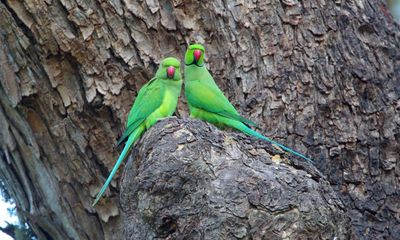 Country diary: Parakeets on my feeder, while I’m on the fence